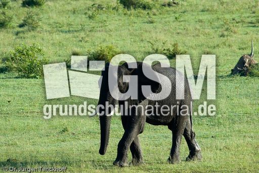 Afrikanischer Elefant (81 von 131).jpg